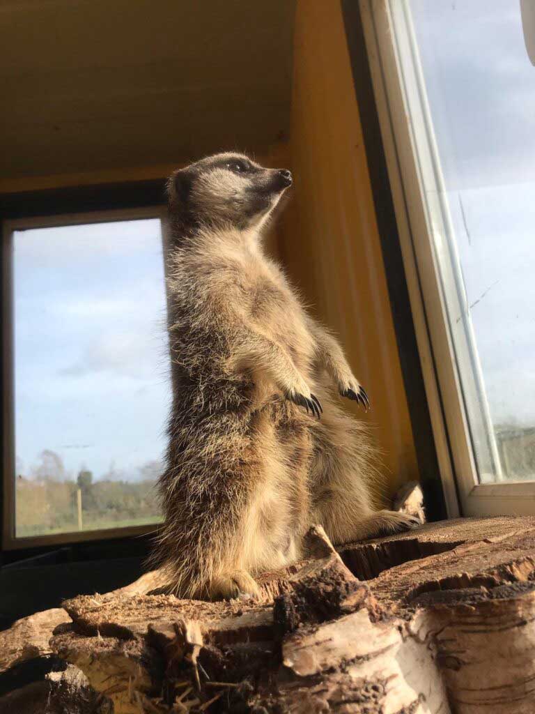 meerkat